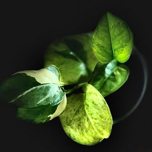 “Frankenstein Pothos” - read description